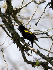 Cacicus chrysopterus