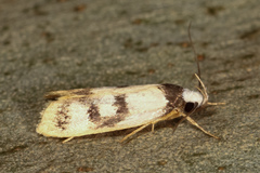 Eulechria sigmophora