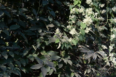 Reynoutria multiflora