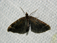 Eulithis flavibrunneata