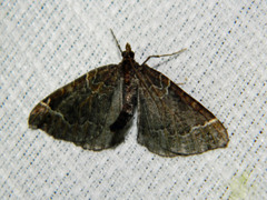 Eulithis flavibrunneata