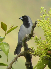 Schistochlamys melanopis