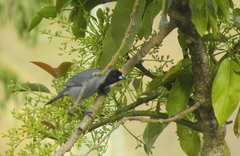 Schistochlamys melanopis