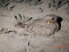 Caprimulgus mahrattensis