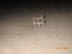 Vulpes vulpes pusilla