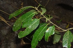 Lithocarpus