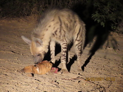 Hyaena hyaena