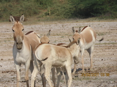 Equus hemionus khur