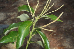 Lithocarpus