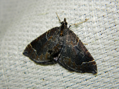 Eulithis flavibrunneata