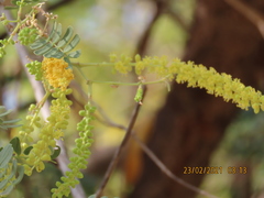 Prosopis cineraria