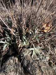 Stephanomeria cichoriacea