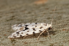 Thallarcha macilenta