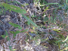 Smilax glyciphylla