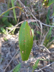 Smilax glyciphylla