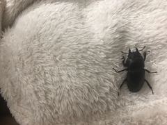 Serrognathus titanus castanicolor