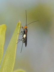 Callibracon capitator