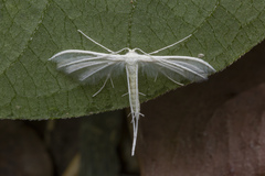 Pterophorus lacteipennis