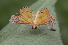 Ambia decoralis