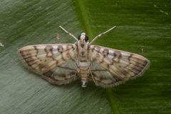 Tabidia aculealis