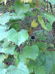 Vitis rotundifolia rotundifolia