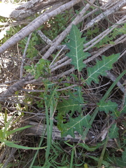 Solanum prinophyllum