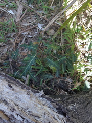 Solanum prinophyllum