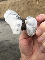 Rexithaerus secta