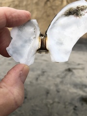 Rexithaerus secta