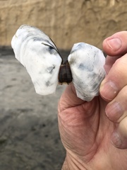 Rexithaerus secta