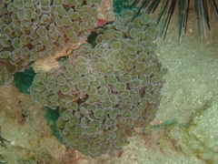 Fimbriaphyllia ancora