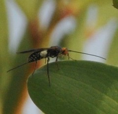 Callibracon capitator