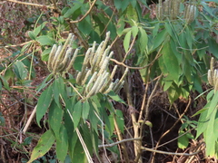 Colebrookea oppositifolia