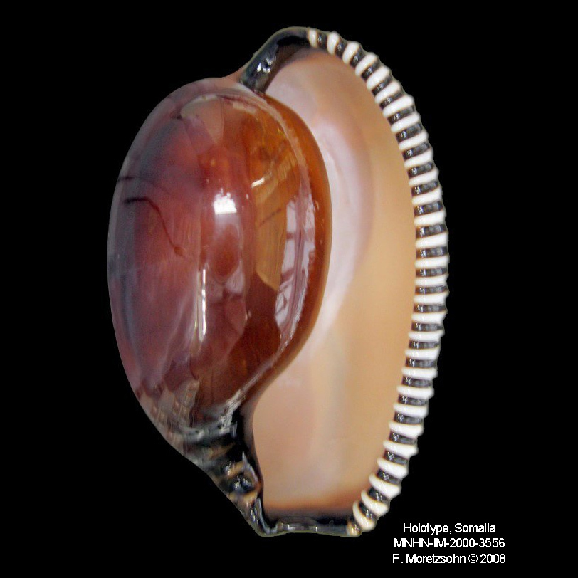 Cowries and Allies