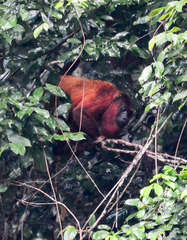Alouatta macconnelli
