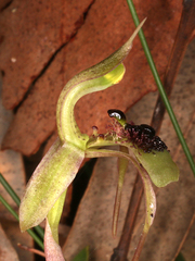 Chiloglottis seminuda
