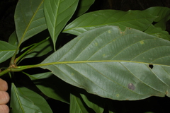 Lithocarpus