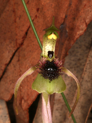 Chiloglottis seminuda