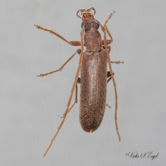 Sparedrus aspersus
