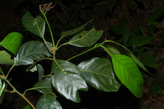 Lithocarpus