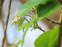 Tabernaemontana alternifolia