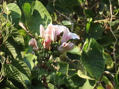 Ipomoea campanulata