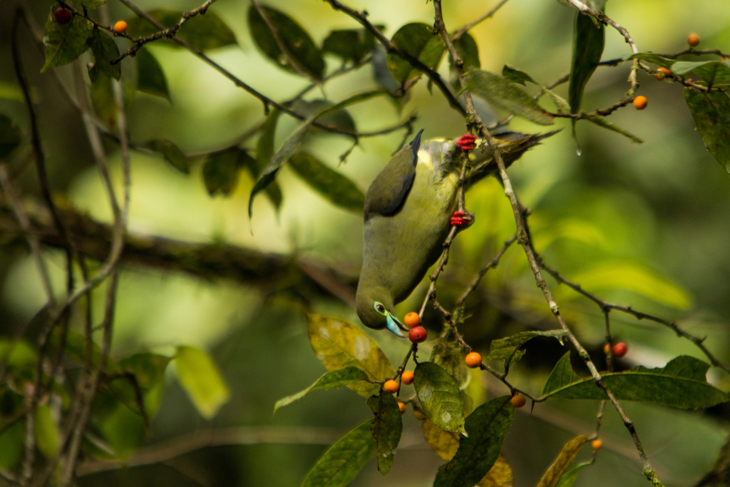 Sumatran Green-Pigeon photo