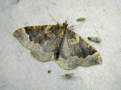 Eulithis flavibrunneata