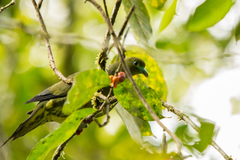 Treron oxyurus