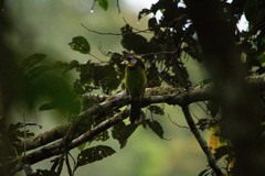 Psilopogon pyrolophus