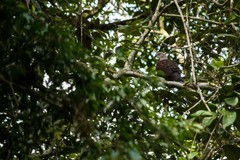 Ducula badia