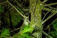 Arctogalidia trivirgata