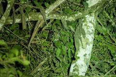 Arctogalidia trivirgata