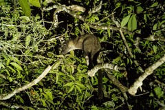 Arctogalidia trivirgata